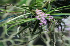 Diplocentrum recurvum